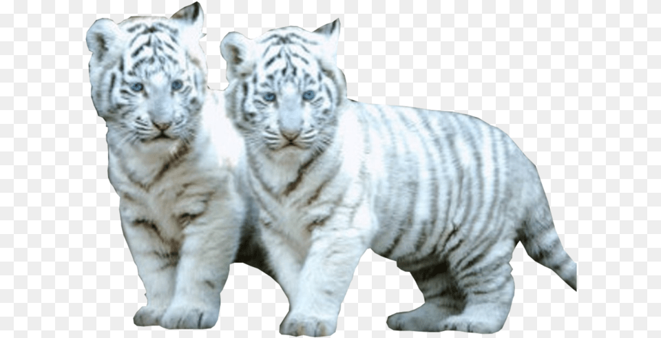Baby White Tiger Gif, Animal, Mammal, Wildlife Free Transparent Png