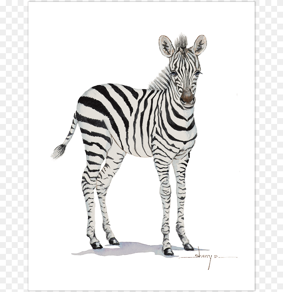 Baby Zebra Wall Art Painting, Animal, Mammal, Wildlife Png Image