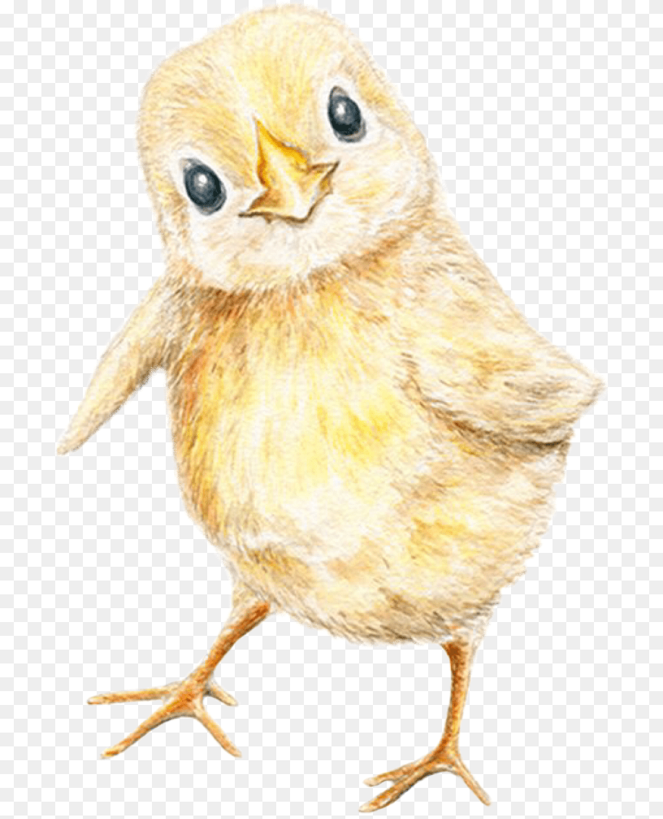 Babychick Freetoedit Perching Bird, Animal, Fowl, Poultry, Chicken Free Transparent Png