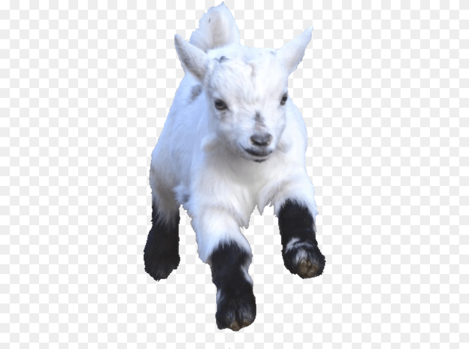 Babygoat Babygoats Goat Goats Freetoedit Goat, Livestock, Animal, Mammal, Canine Free Png