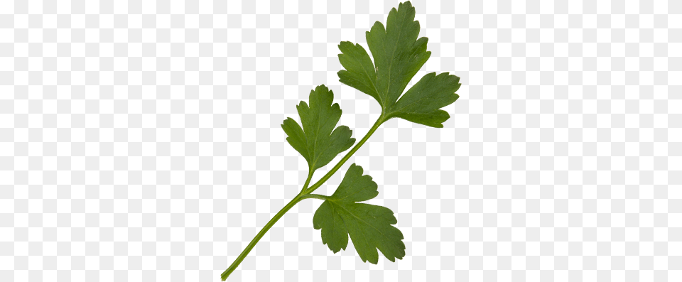 Babyleaves, Herbs, Parsley, Plant, Leaf Png