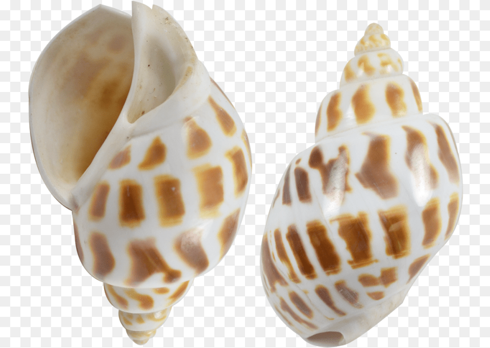 Babylonia Aerolata Polished Snail Shells 2 2 Babylonia Shell, Animal, Sea Life, Invertebrate, Seashell Png Image
