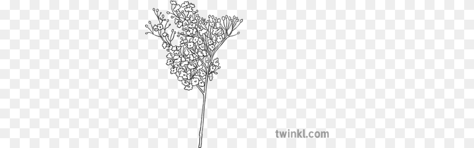 Babys Breath Flowers Black And White 1 Black And White Baby Breath, Art, Floral Design, Graphics, Pattern Free Png