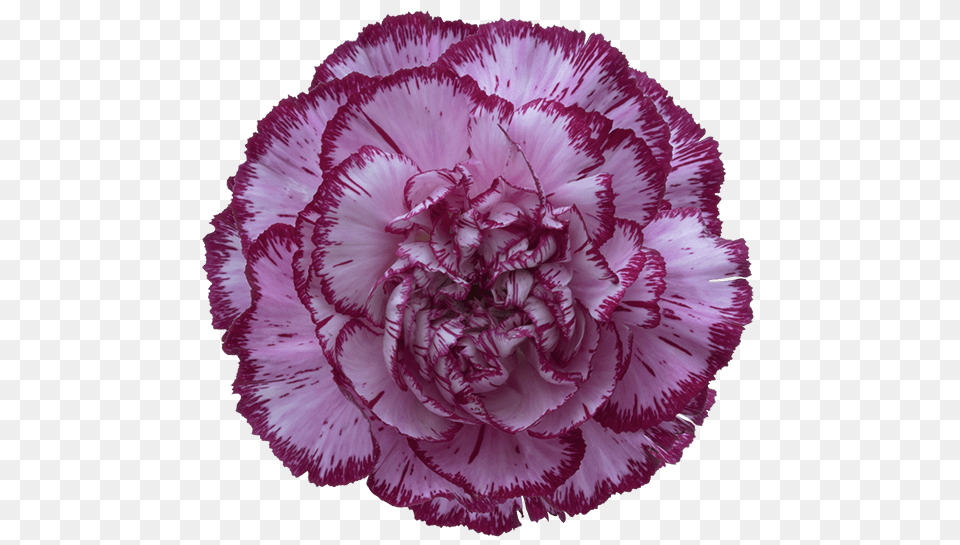 Bacarat Purple Carnation, Flower, Plant Free Transparent Png
