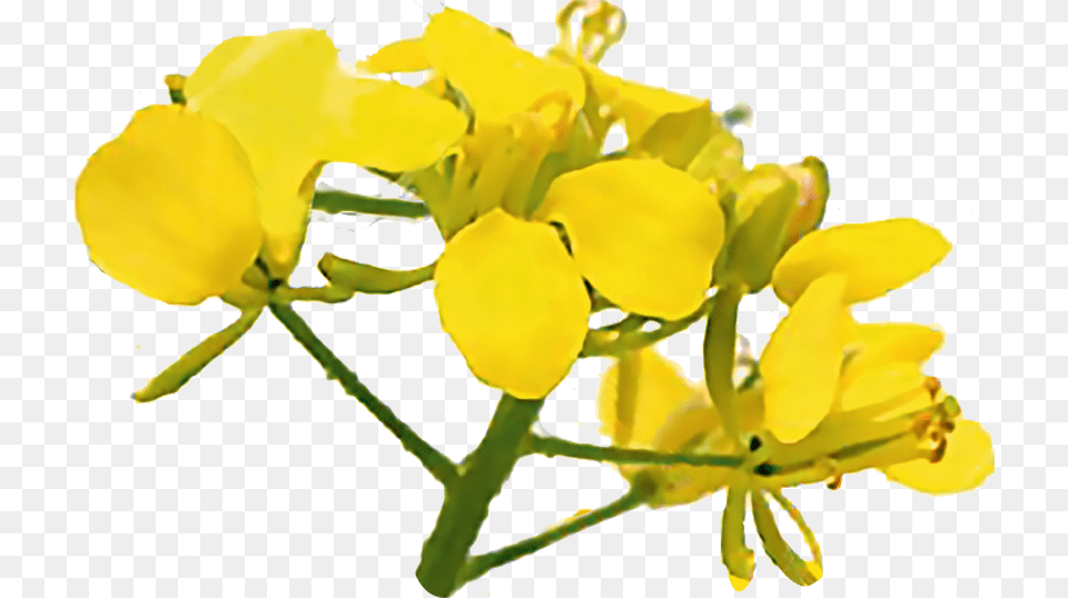 Bach Flowers Mustard, Anther, Flower, Plant, Food Free Transparent Png