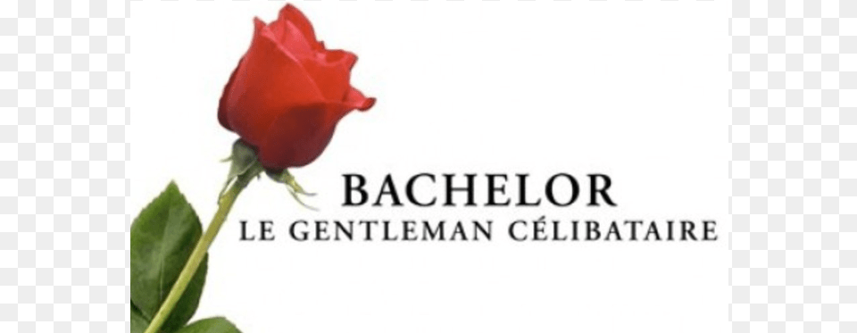Bachelor Le Gentleman, Flower, Plant, Rose, Petal Png