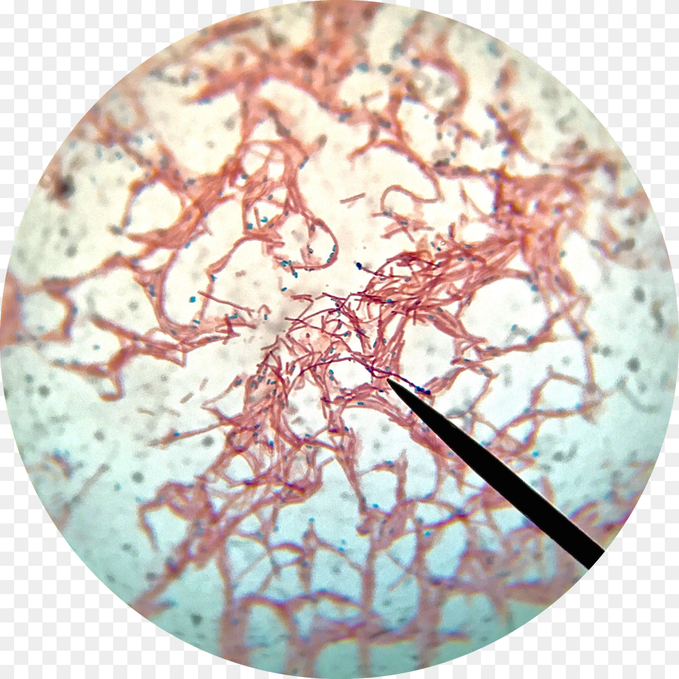 Bacillus Subtilis Endospore Stain Png