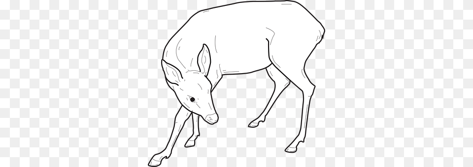 Back Animal, Deer, Mammal, Wildlife Free Png