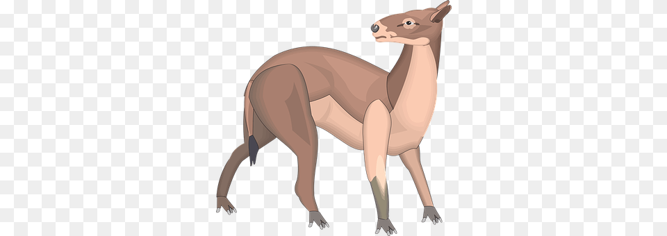 Back Animal, Mammal, Kangaroo Png