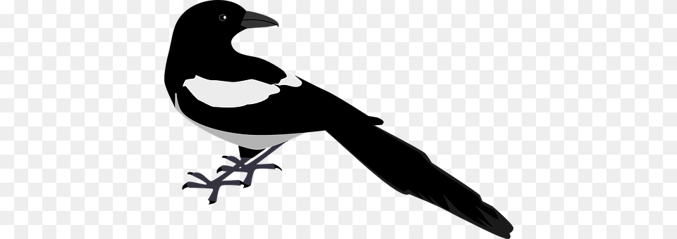 Back Animal, Bird, Magpie, Stencil Png Image