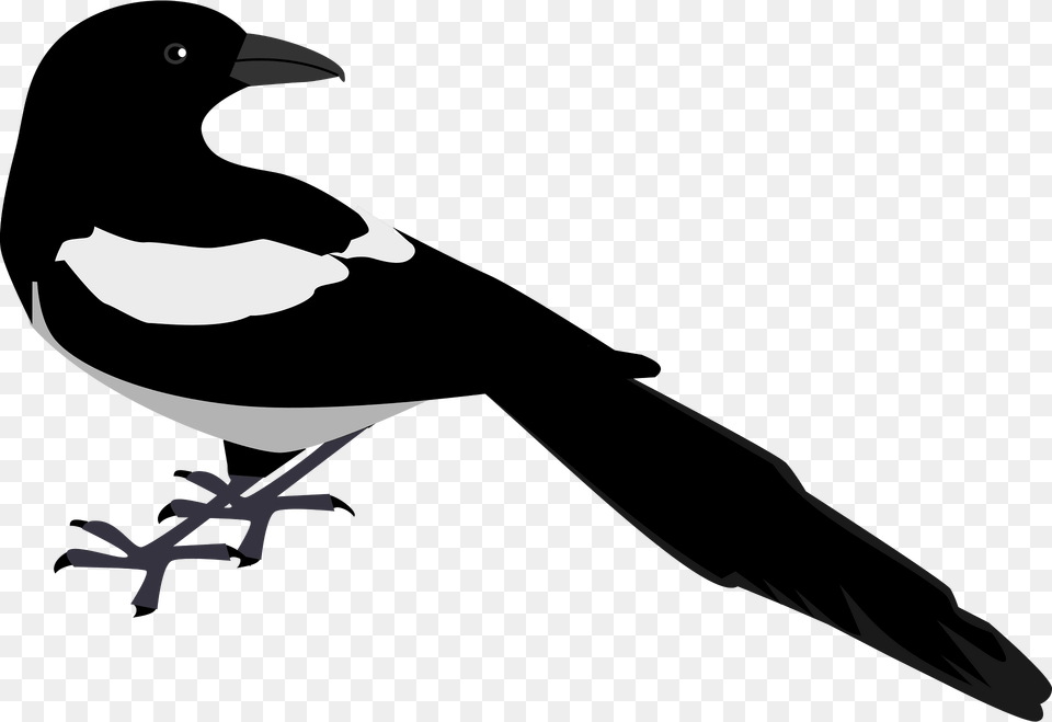 Back Clipart, Animal, Bird, Magpie, Fish Png