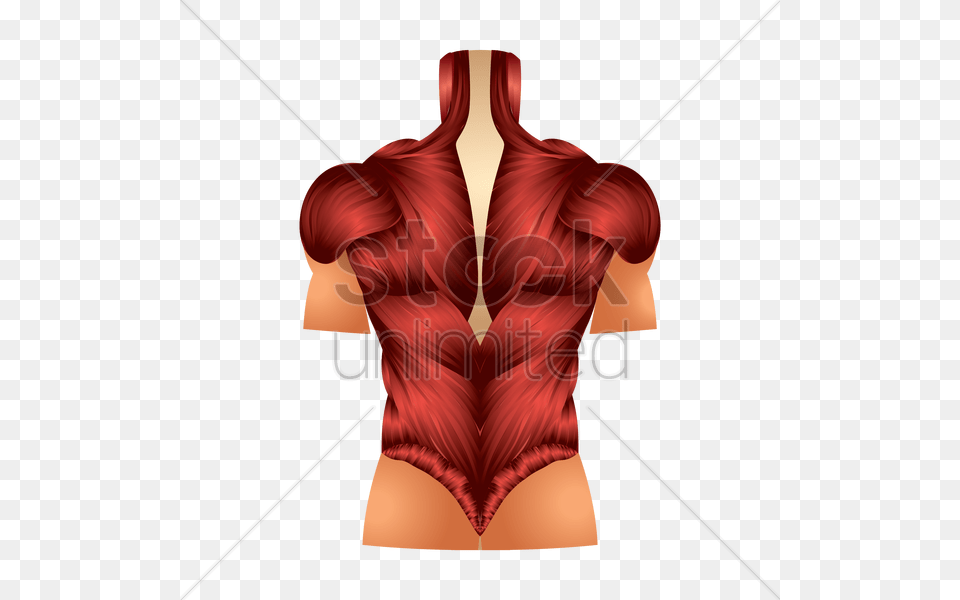 Back Muscles Vector Body Part, Person, Torso, Adult Png Image
