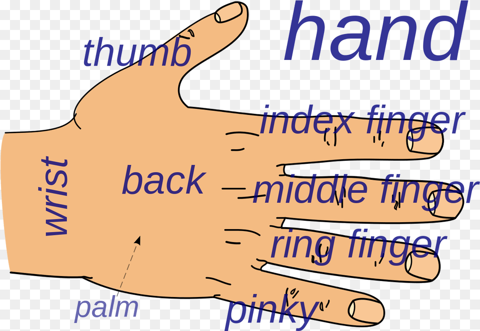 Back Of Hand Name Of Hand Part, Body Part, Finger, Massage, Person Free Transparent Png
