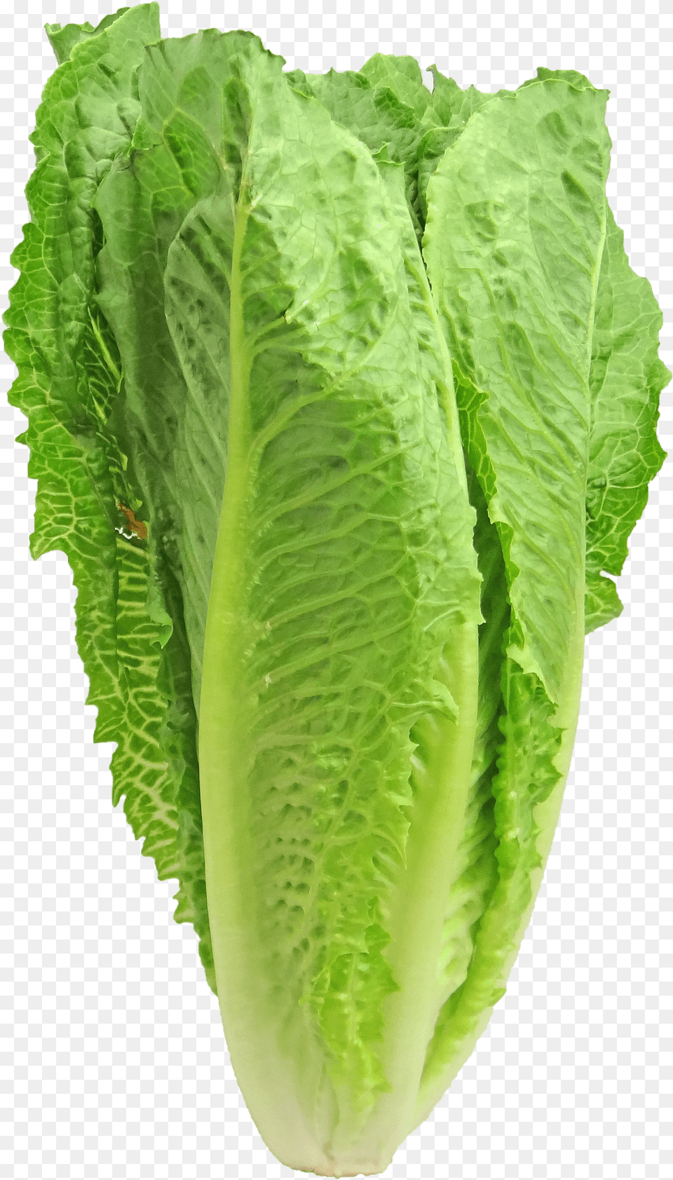 Back On The Wagon Restocking Your Thm Kitchen For Healthy Romaine Lettuce, Food, Plant, Produce, Vegetable Png Image