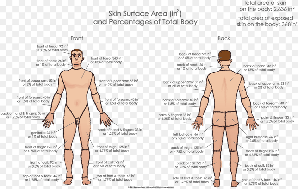 Back Pain Va Disability Percentage Chart, Plot, Person, Man, Male Png Image