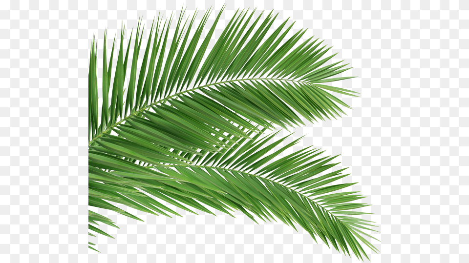 Back Palm Tree Branch Full Size Seekpng Palm Sunday 2020, Leaf, Palm Tree, Plant, Green Free Transparent Png