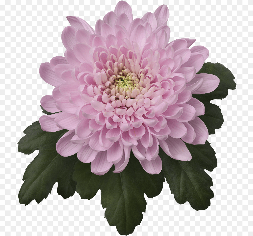 Back Photography, Dahlia, Daisy, Flower, Plant Free Png Download