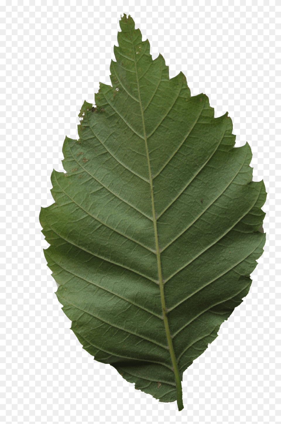 Back Side Leaf Cut Out People Trees And Leaves, Plant, Tree Free Transparent Png