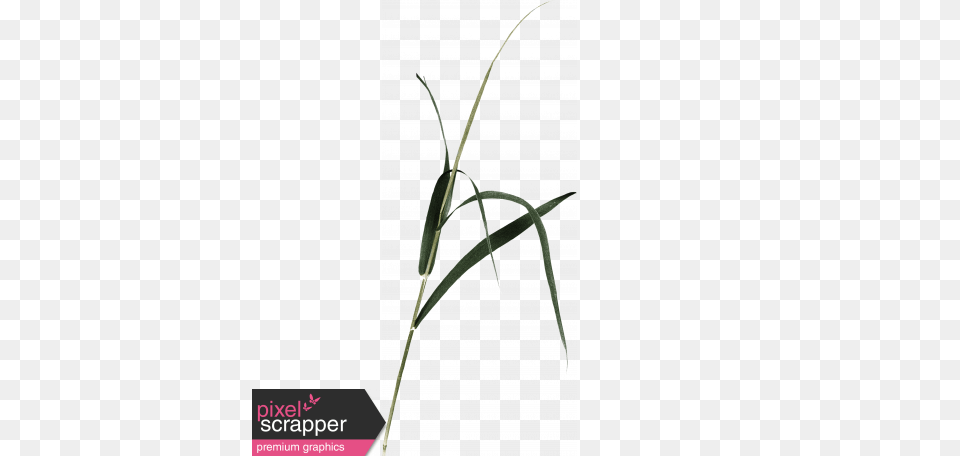 Back To Nature, Grass, Plant, Advertisement, Poster Free Transparent Png