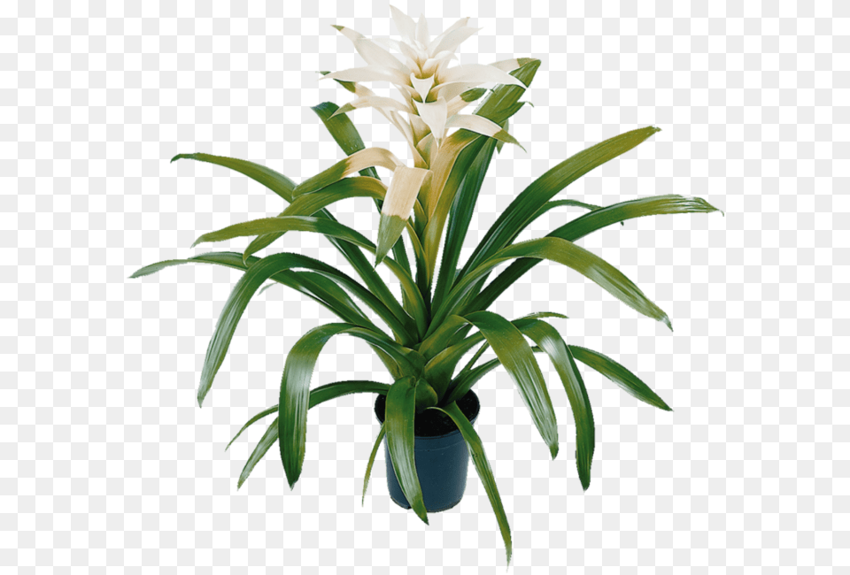 Back To Overview Bromelia, Flower, Plant, Potted Plant Free Png Download