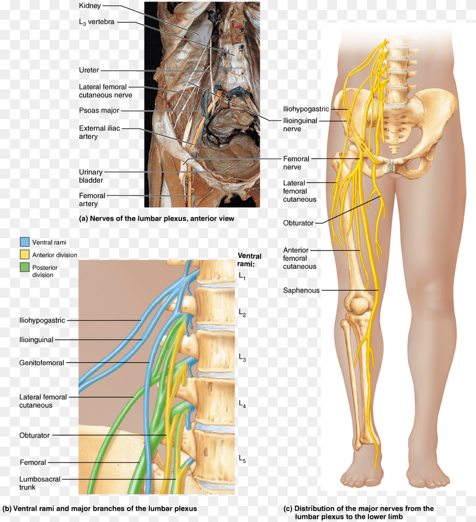 Back Wing Bone Spine Lumbar Plexus In Body, Adult, Chart, Female, Person Free Png Download