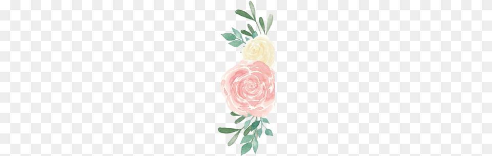 Background 1 Experience, Flower, Plant, Rose, Carnation Free Transparent Png