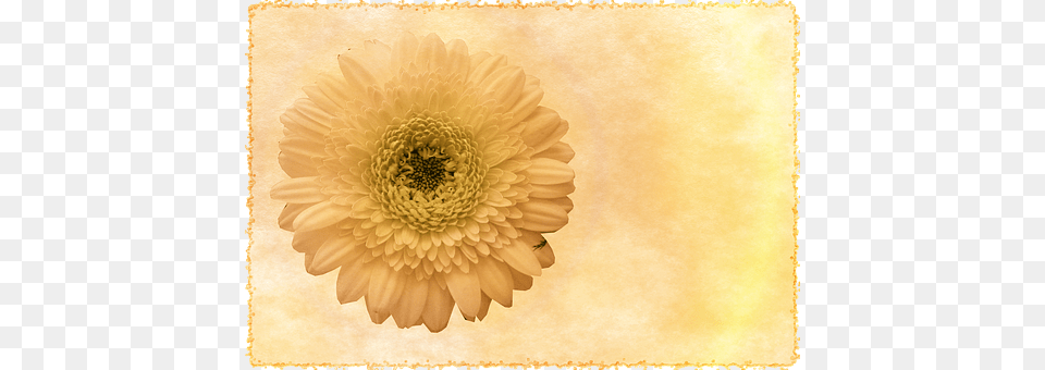 Background Daisy, Flower, Petal, Plant Png Image