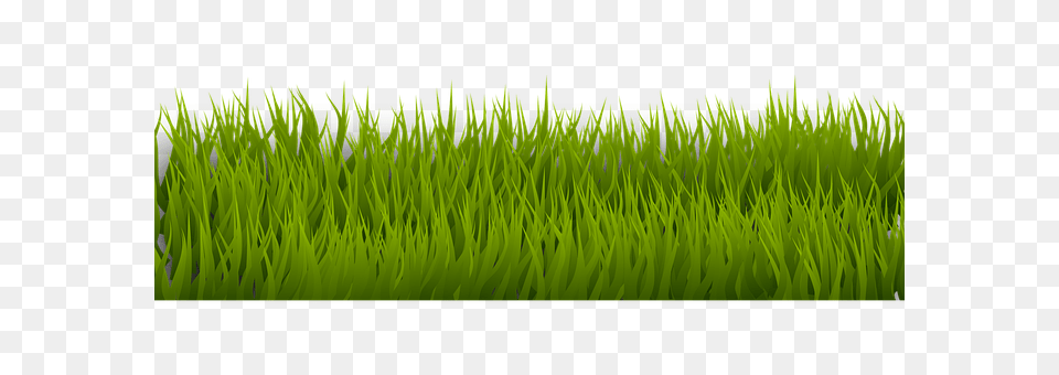 Background Aquatic, Grass, Green, Lawn Png Image