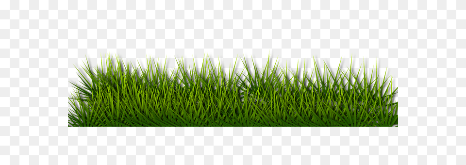 Background Grass, Green, Lawn, Moss Png