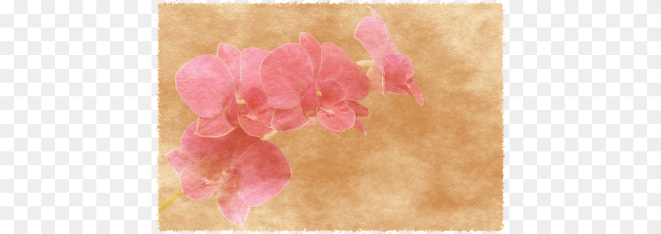 Background Flower, Geranium, Orchid, Petal Free Transparent Png