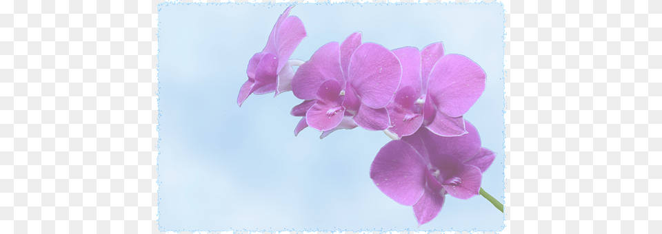 Background Flower, Geranium, Orchid, Plant Png Image