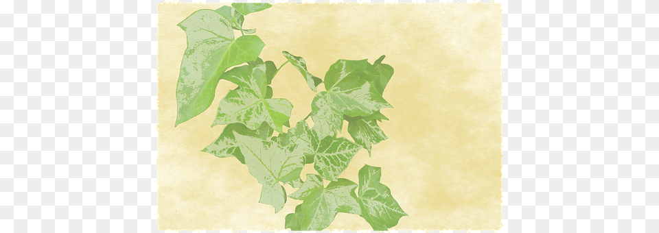 Background Leaf, Plant, Vine, Tree Free Transparent Png