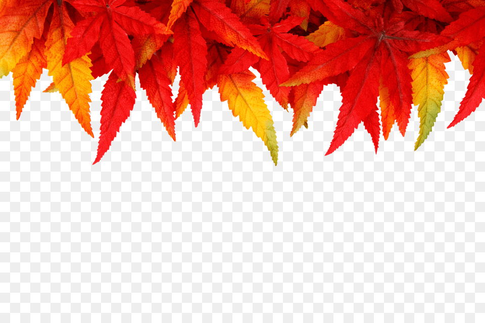 Background Leaf, Maple, Plant, Tree Png