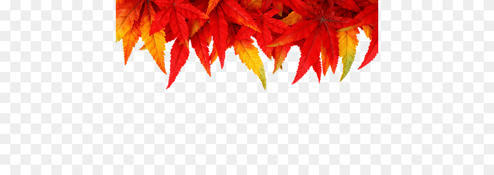 Background Leaf, Maple, Plant, Tree Free Png Download