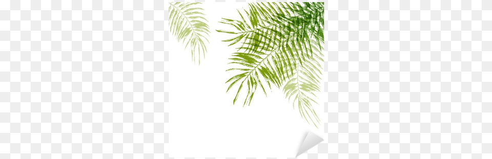 Background, Vegetation, Fern, Tree, Leaf Png Image
