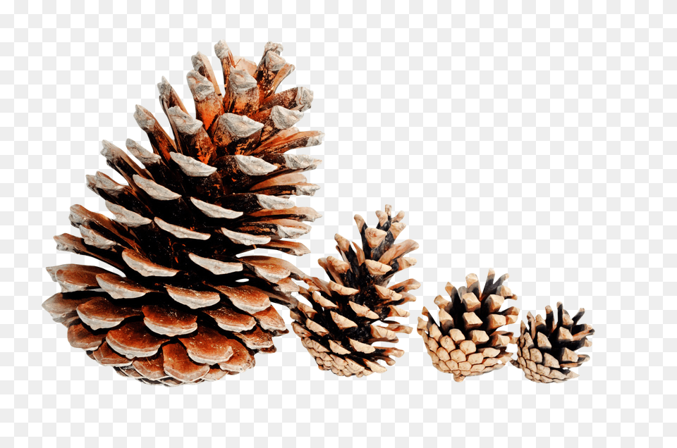 Background Clip, Conifer, Plant, Tree, Larch Free Png