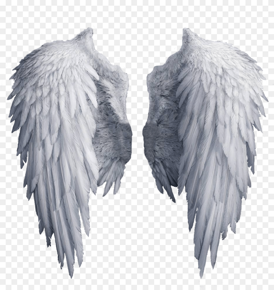 Background Angel Wings, Animal, Bird Free Png