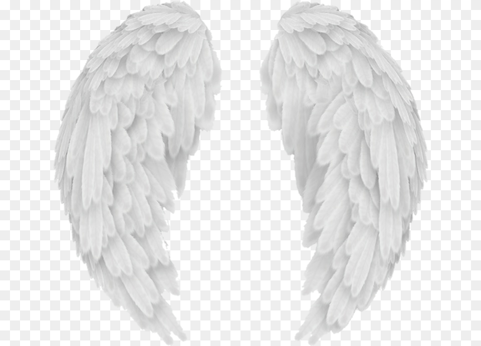 Background Angel Wings, Animal, Bird Png Image