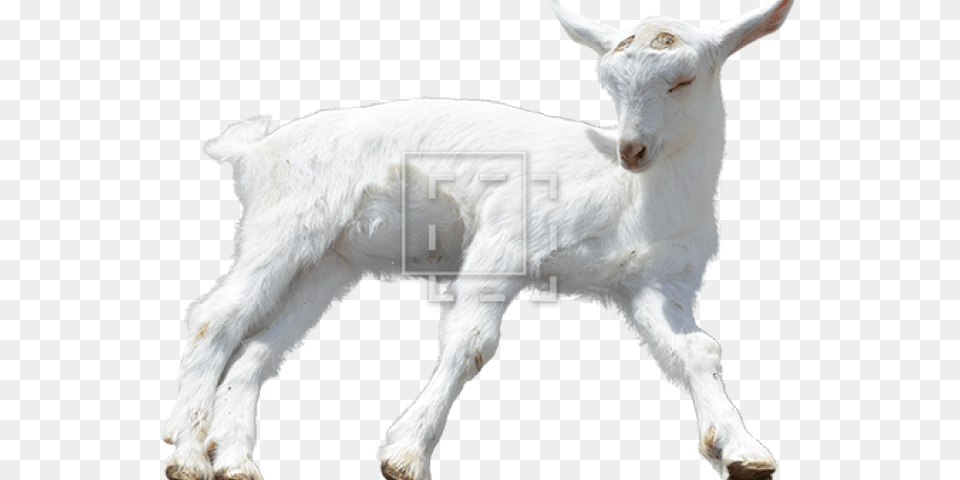 Background Baby Goats Baby Goat No Background, Livestock, Animal, Mammal, Sheep Free Transparent Png