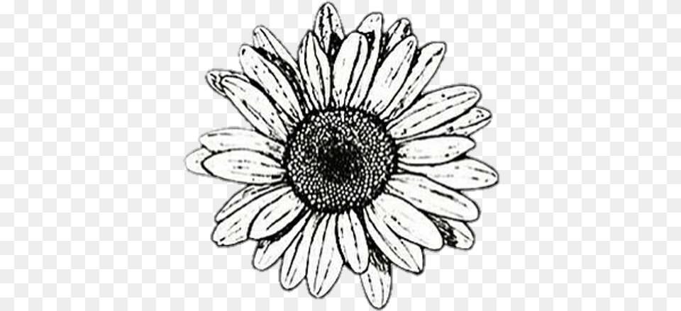 Background Black White Flower Cute Black And White Aesthetic Stickers, Daisy, Plant, Anemone, Sunflower Png