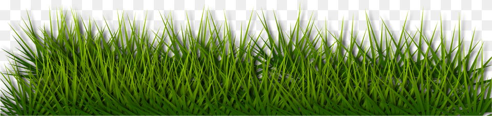 Background Border Grass Green Herb Landscape Green Floor Grass, Lawn, Plant, Vegetation, Aquatic Free Png Download