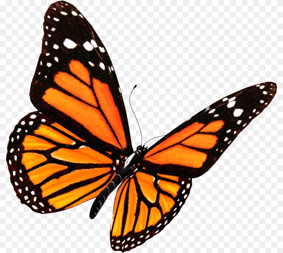 Background Butterfly, Animal, Insect, Invertebrate, Monarch Png Image