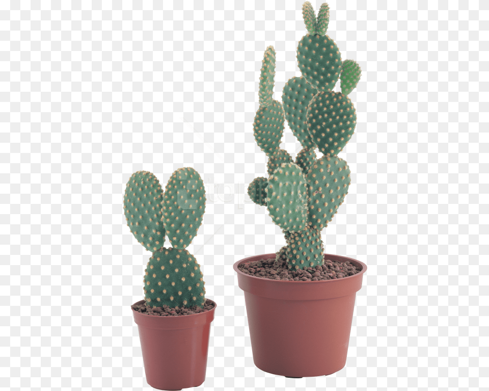 Background Cactus Plant Imagenes De Cactus Con Flores Png Image