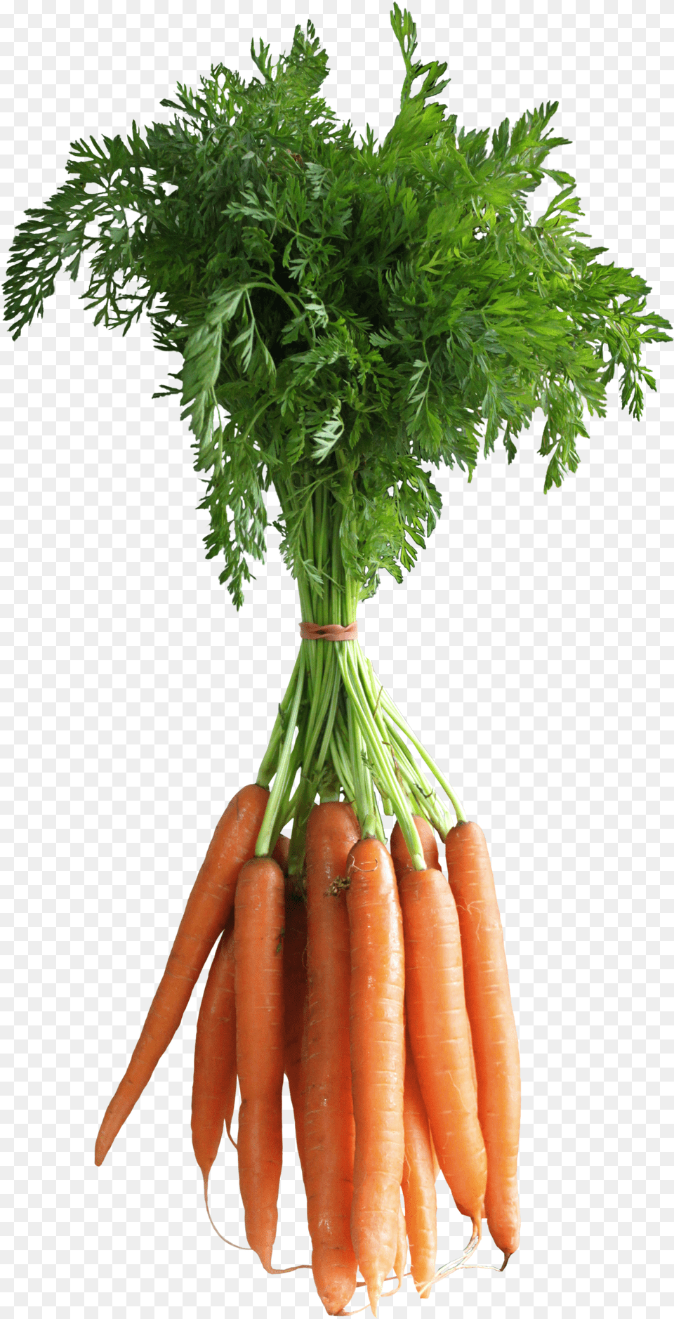 Background Carrot Leaf, Food, Plant, Produce, Vegetable Png