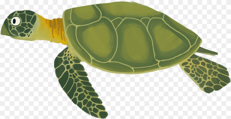 Background Category Sea Turtle Cartoon, Animal, Reptile, Sea Life, Tortoise Png Image