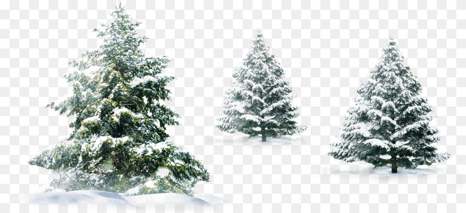 Background Christmas Snow, Fir, Pine, Plant, Tree Free Png Download