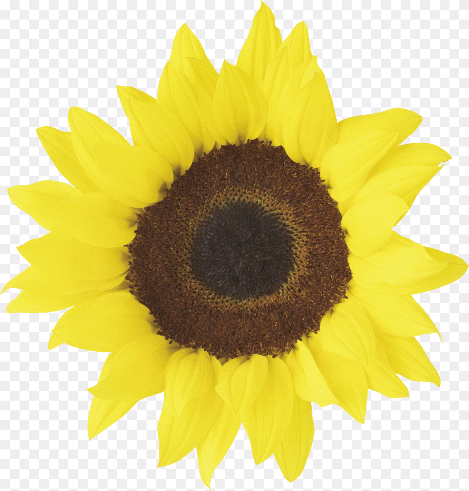 Background Clipart Sunflower Printable Free Png