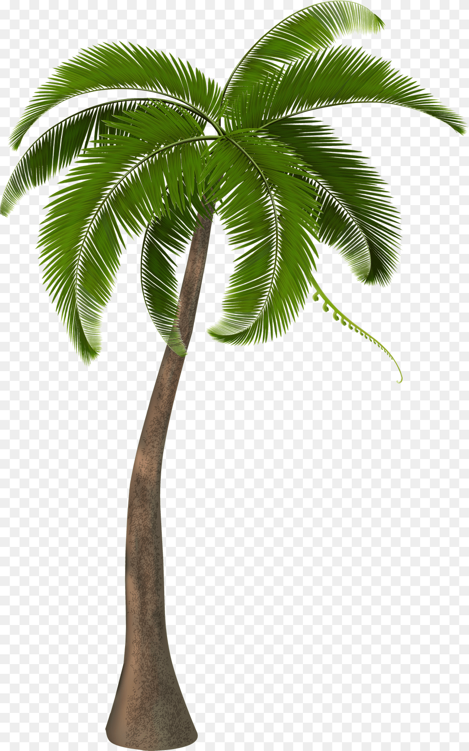 Background Coconut Tree, Logo Free Png