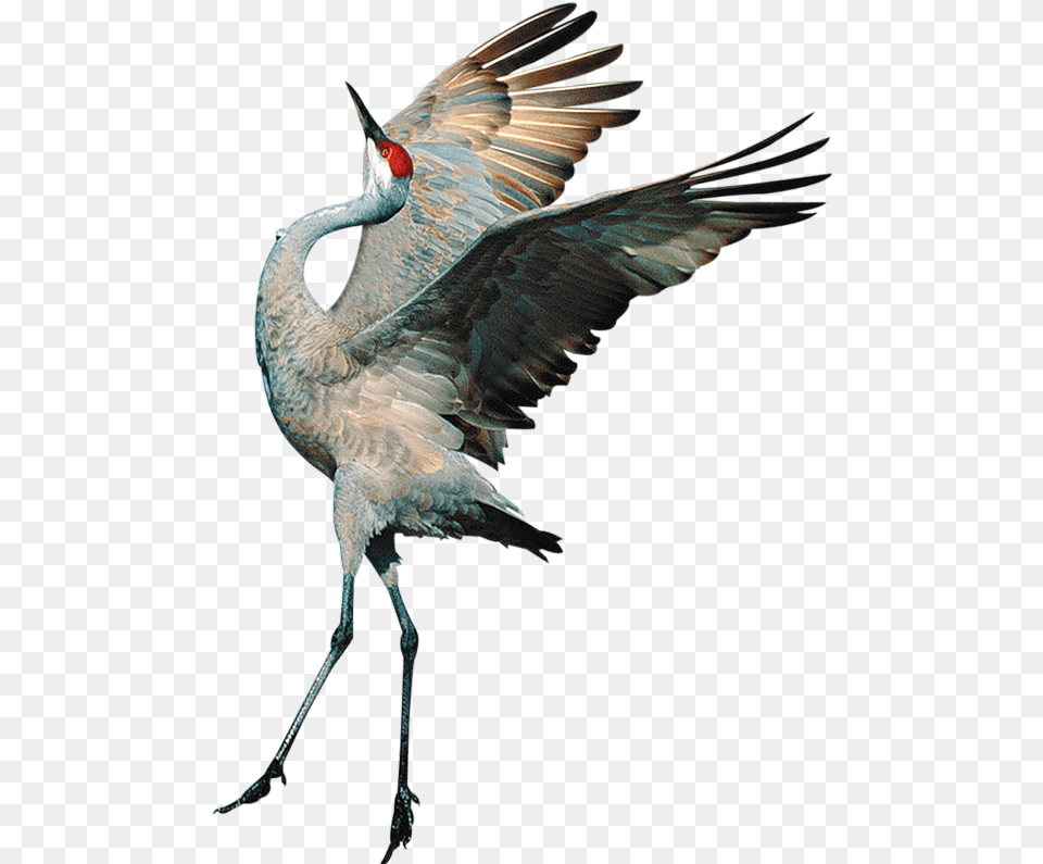 Background Crane Bird Crane Bird, Animal, Crane Bird, Waterfowl Free Png Download