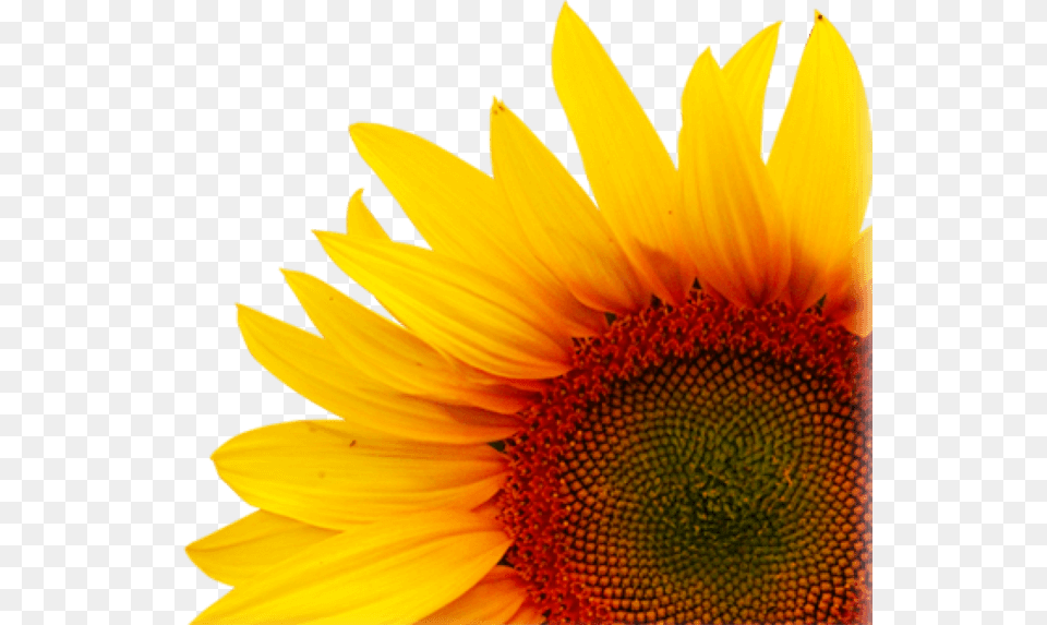 Background Creative Sunflower Transparent, Flower, Plant Free Png Download